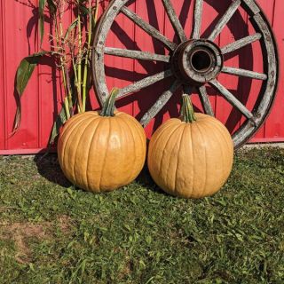 Cider Pumpkin Thumbnail